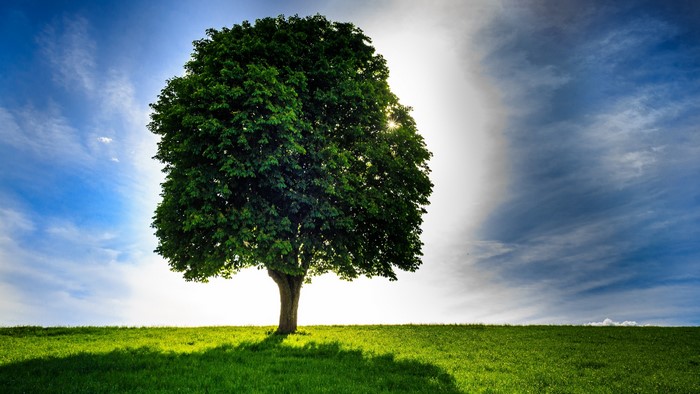 4K Tree in a Field