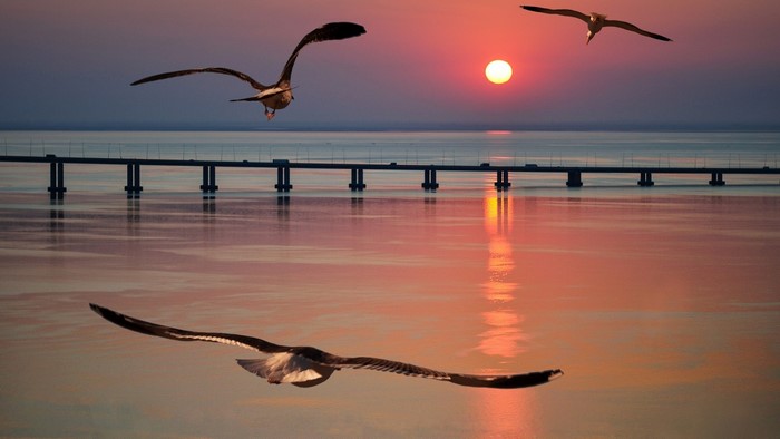 Seagulls flying over a bridge at sunset