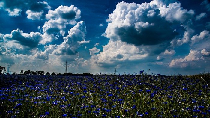 Field of blue flowers under a cloudy sky