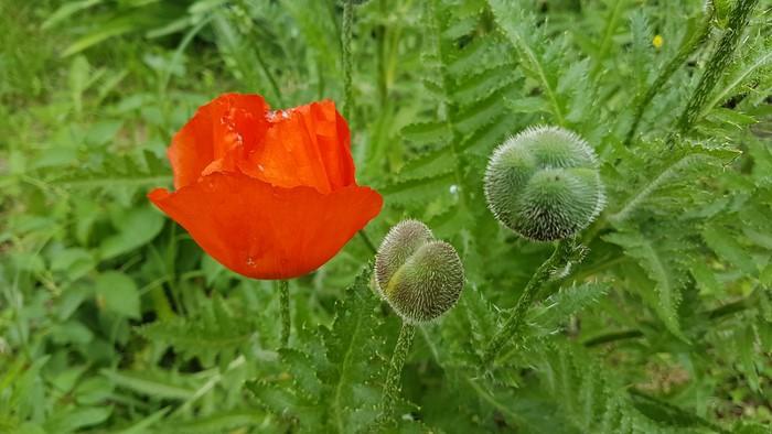 Red poppy flower and buds