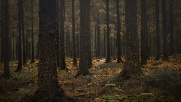 Dark forest with mossy ground