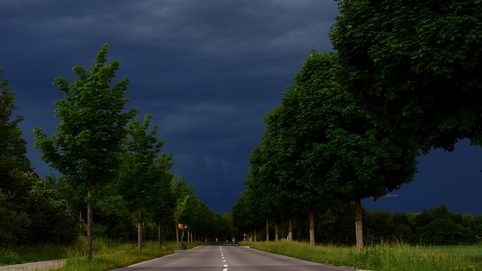 Road lined with trees under stormy sky
