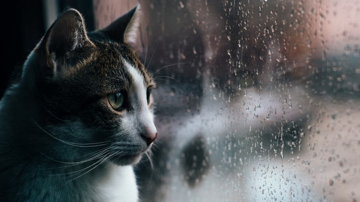 Cat looking out a rainy window