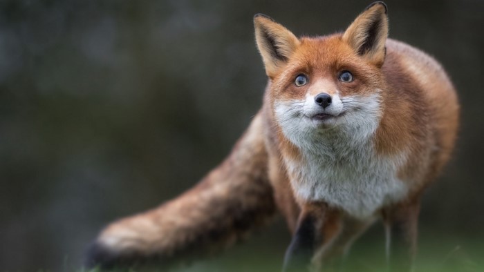 A red fox with bright eyes in a grassy field