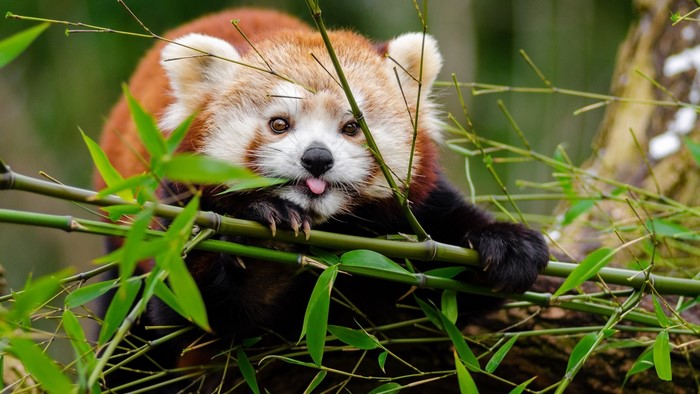 Red panda eating bamboo