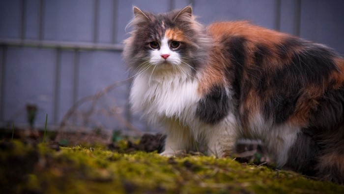 Calico cat with fluffy fur outdoors