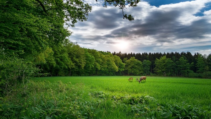 Deer grazing in a sunlit meadow with forest background