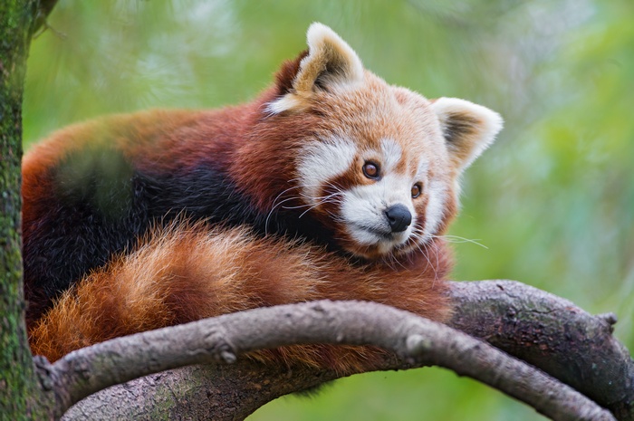 Red panda resting on a tree branch