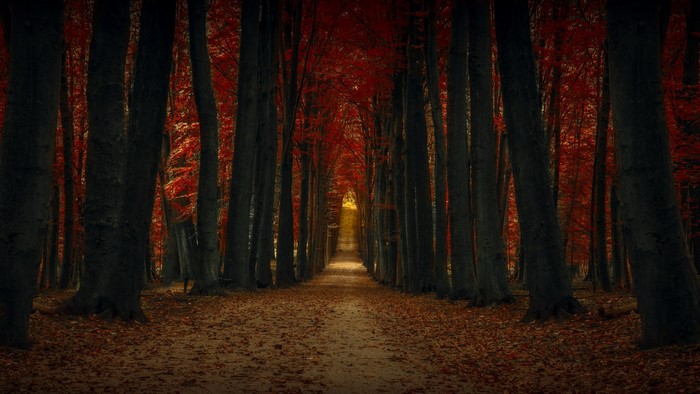 Autumn forest path with red leaves