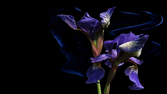 Purple Irises with Blue Smoke
