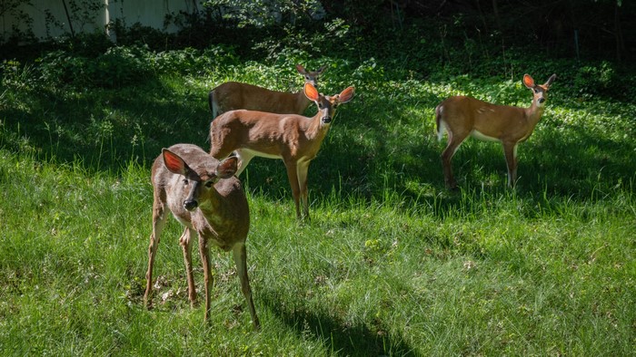 Four Deer in a Grassy Field