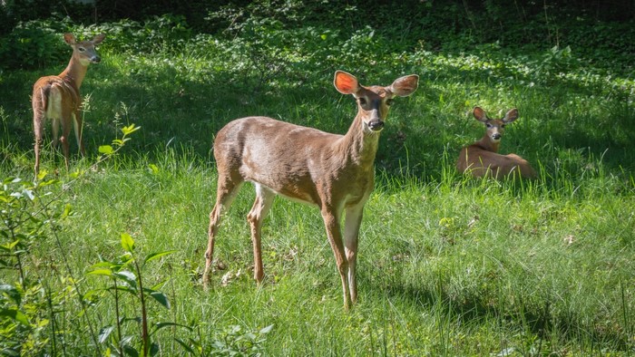 Three deer in a grassy field