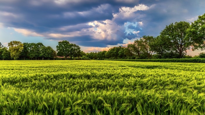 4K Field with Trees and Clouds