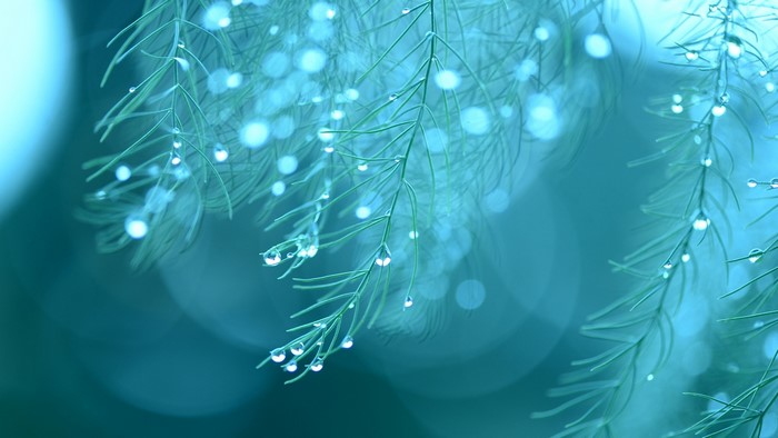 Close-up of green pine needles with raindrops
