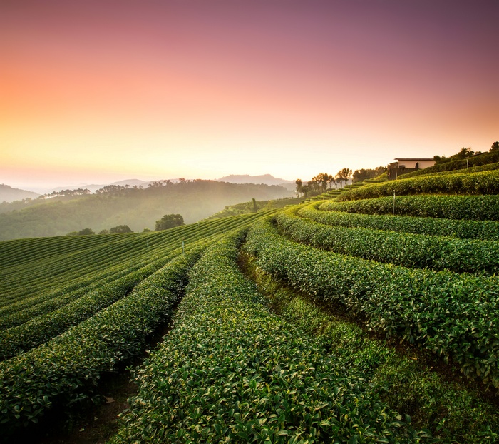 Tea Plantation Landscape at Sunrise