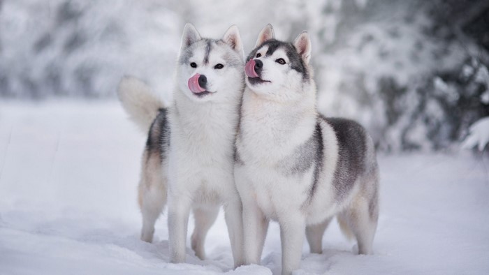 Two Huskies Licking Their Noses in the Snow