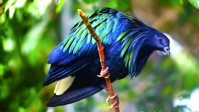 Nicobar Pigeon perched on a branch