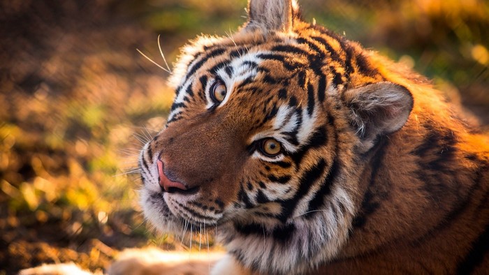 Close-up of a tiger's face