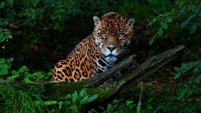 Jaguar in a dark forest