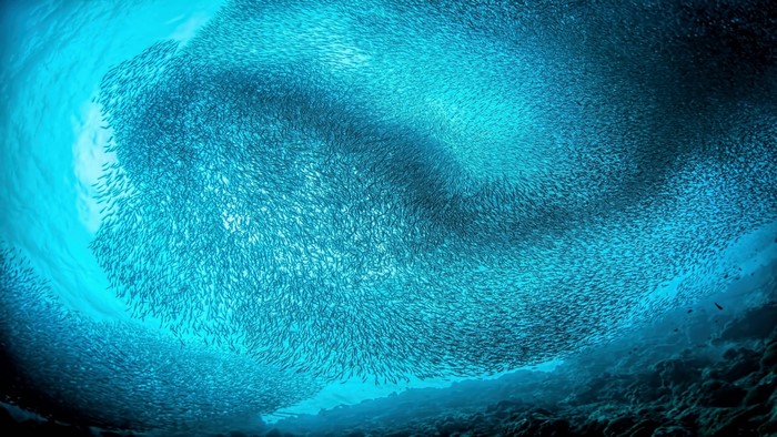 School of fish underwater