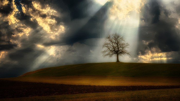 Tree on a hill with dramatic clouds and sunbeams