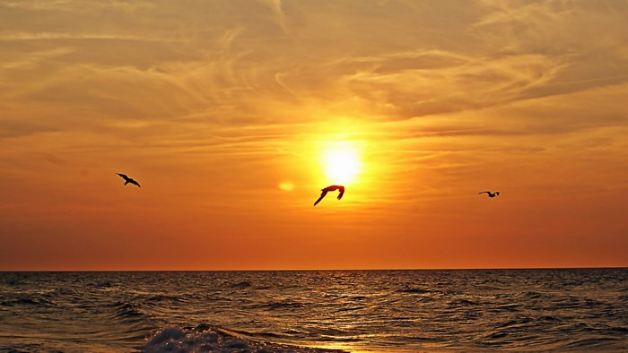 Sunset over the ocean with seagulls