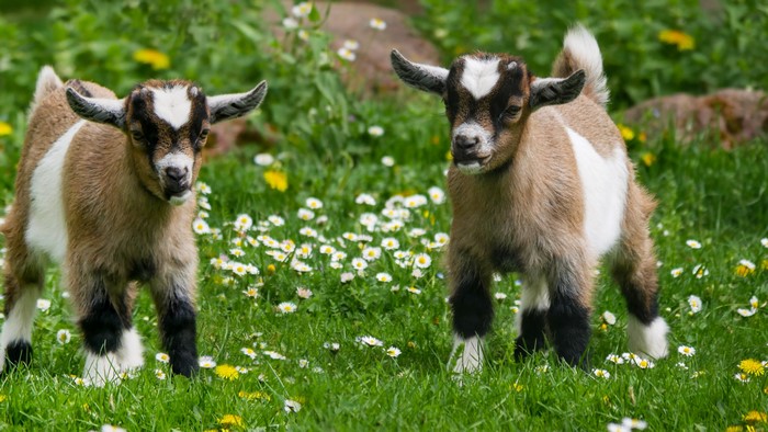 Two baby goats in a field of flowers