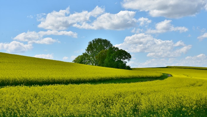 4K Rapeseed Fields with Trees and Clouds