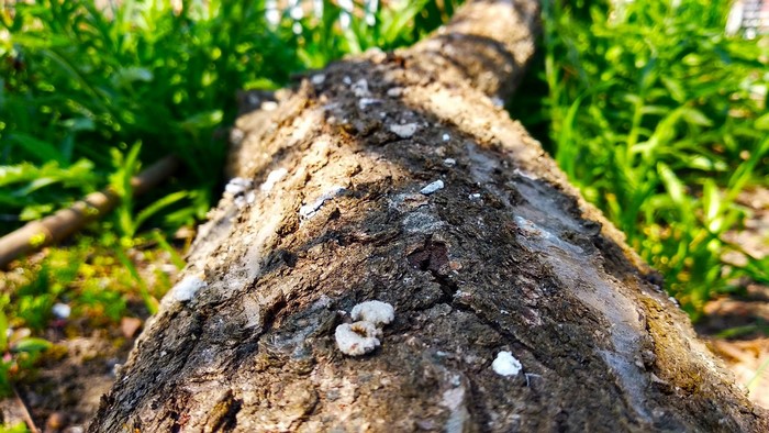 Close-up of tree bark with green grass