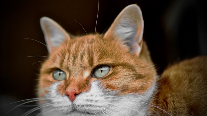 Close-up of an orange tabby cat