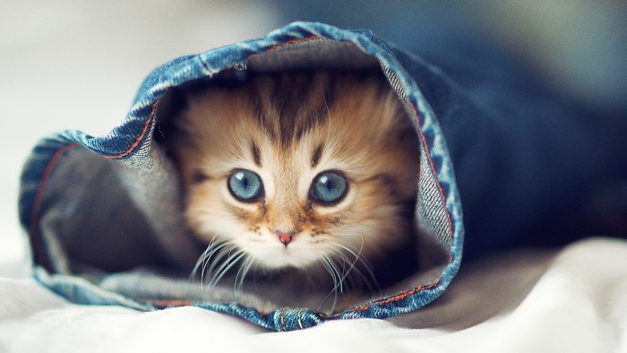 Kitten peeking out of denim sleeve