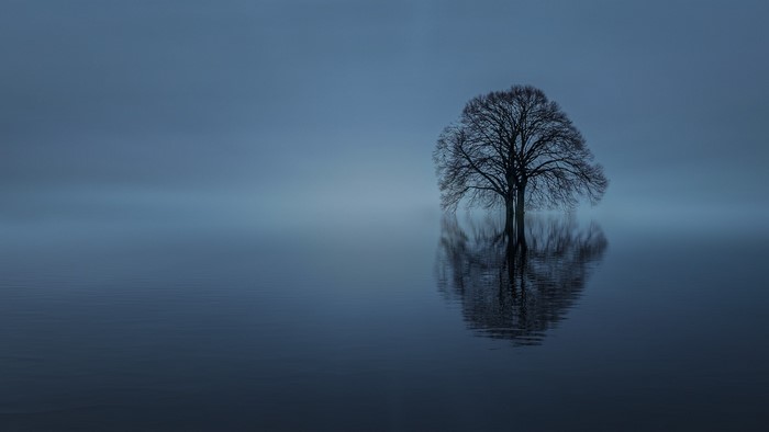 Bare tree reflected in still water