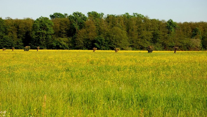 Field of yellow flowers with trees in the background
