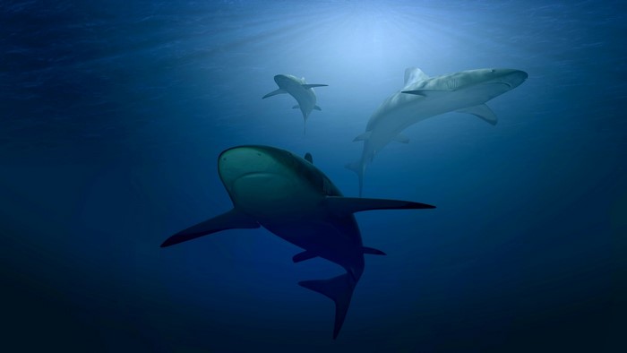 Three sharks swimming in the ocean
