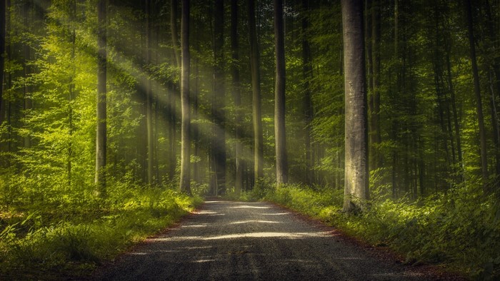 Sunbeams through a forest road