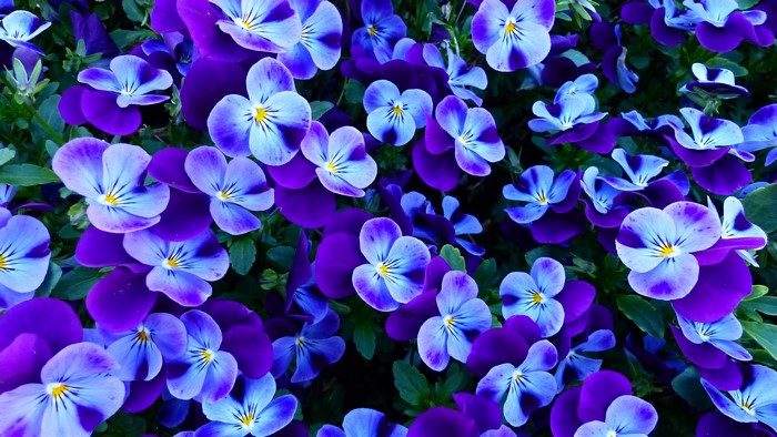4K Pansies