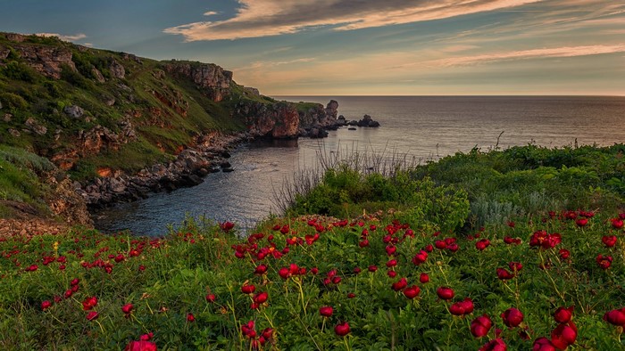 Coastal cliffs with red flowers and the sea