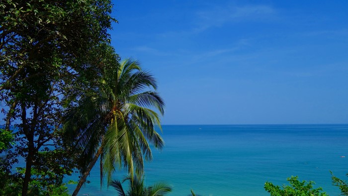4K Sea with Palm Trees and Blue Sky
