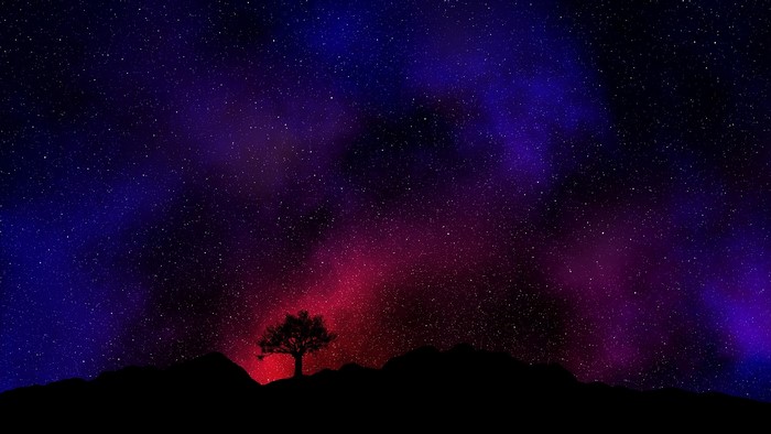 Silhouette of a tree against a starry night sky