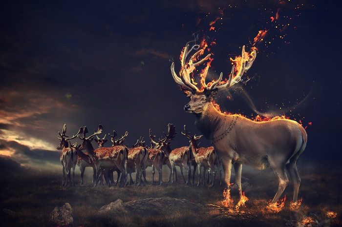 A herd of deer with a fiery stag in the foreground