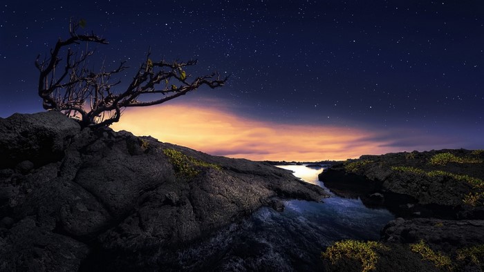 Bare tree on rocky shore under starry sky