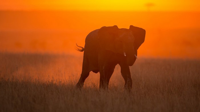 Elephant walking at sunset
