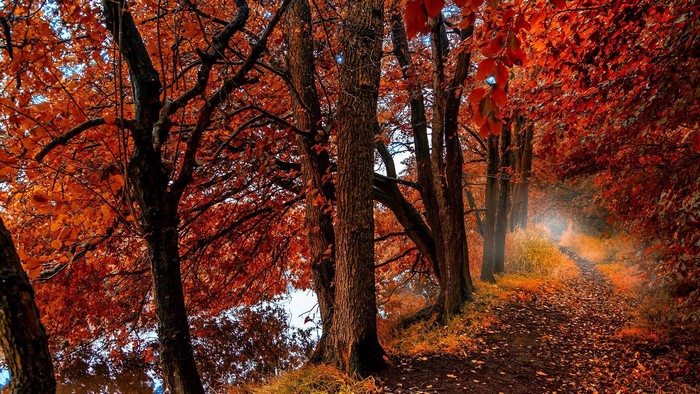 Autumn forest path with vibrant orange leaves