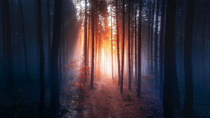 Sunlight filtering through a misty forest