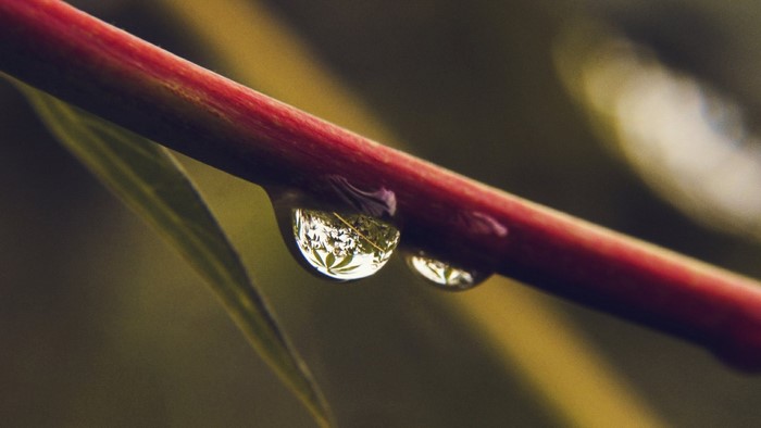 Water drops on a red branch with leaf reflection
