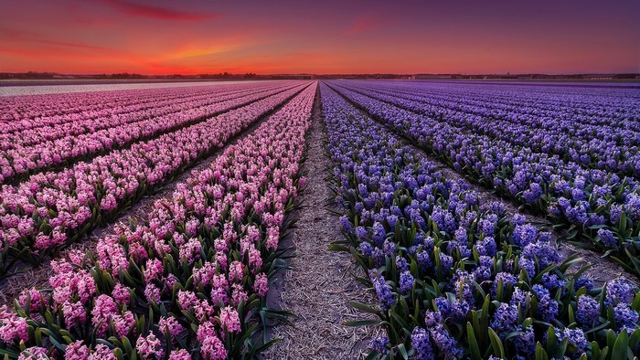 Flower Field in the Netherlands at Sunset