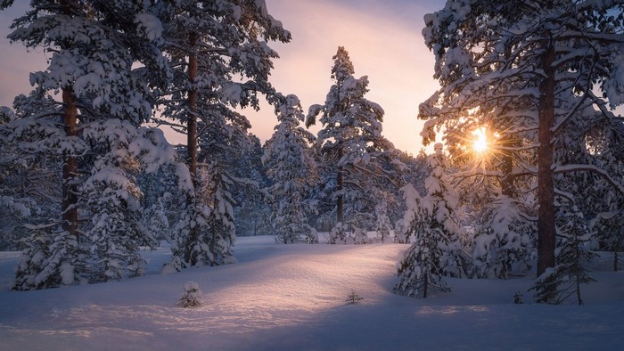 Sunlight through snow-covered pine trees in winter forest