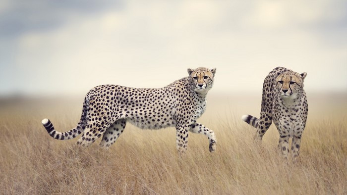 Two Cheetahs Walking in Tall Grass