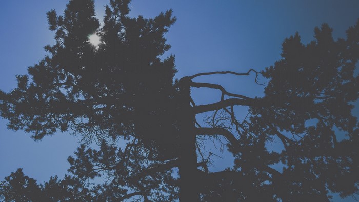 Silhouette of a pine tree against a blue sky