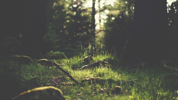 Sunlight on a forest floor with mossy rocks